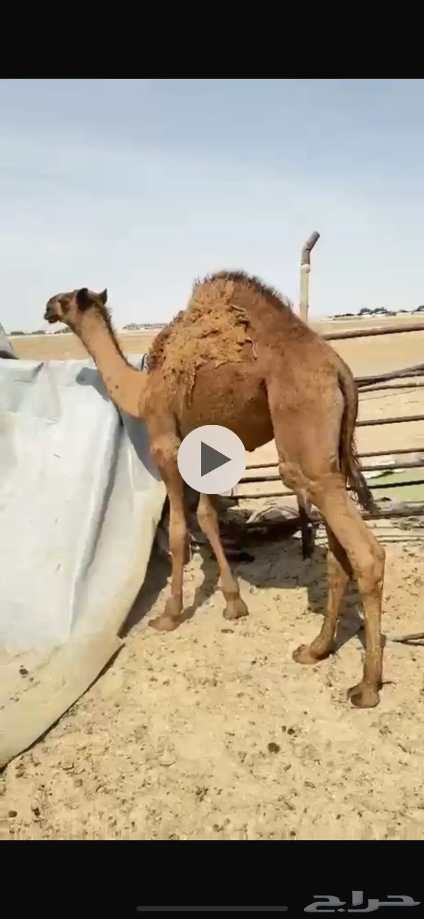 للبيع قعدان فل شحم طايشه في رماح 1