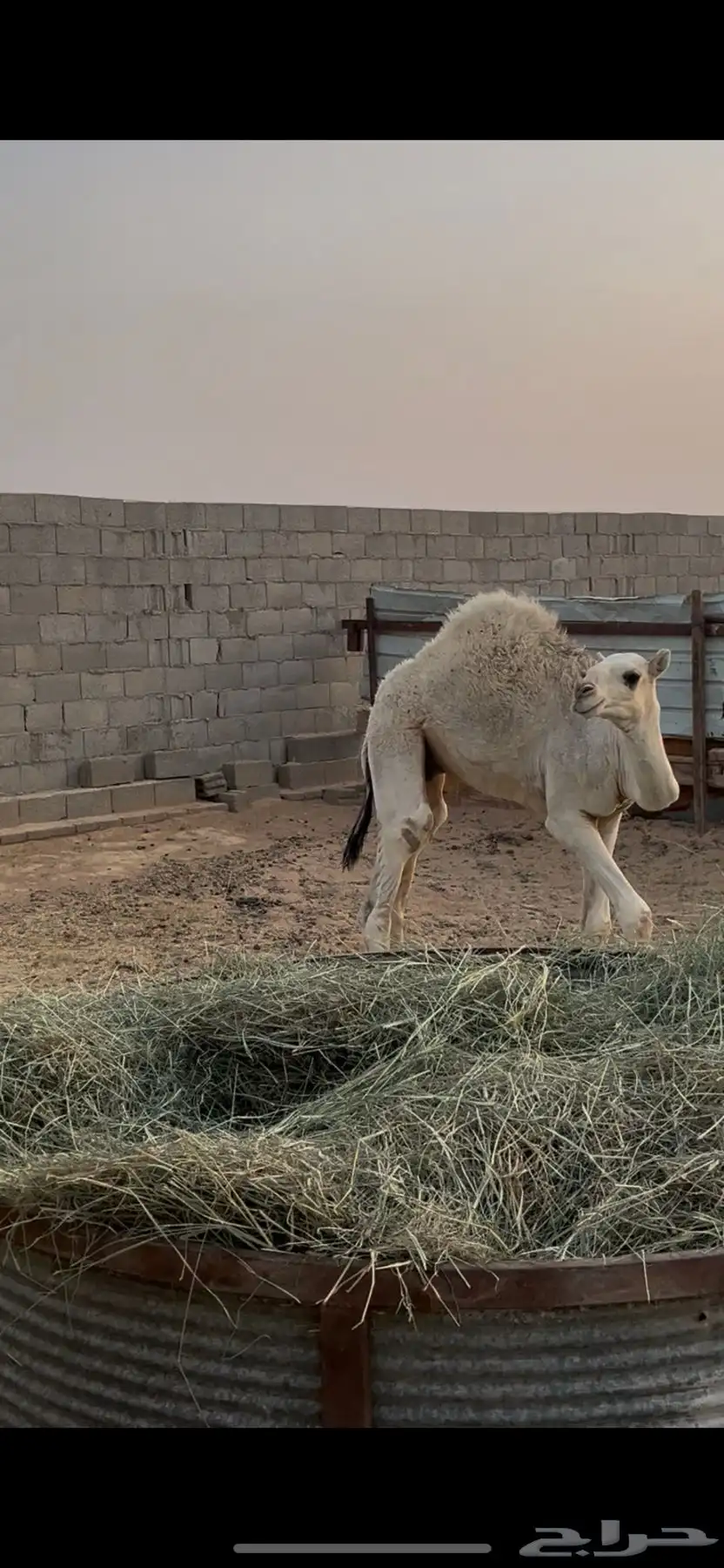حاشي لباني 1