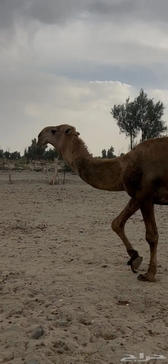 بعير عقابي على النادر. الجليدي 4
