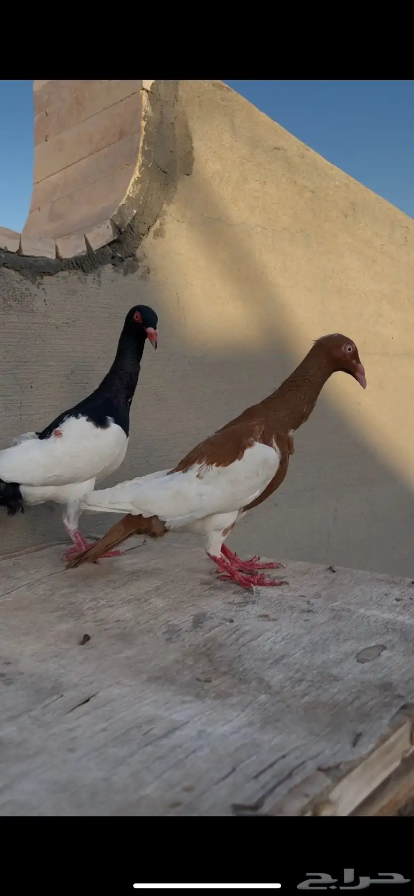 حمام يهودي مستوا وطيور مدلل 4