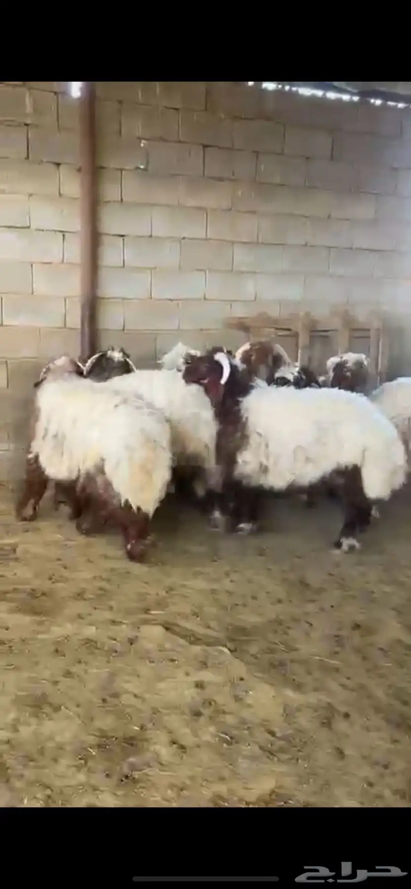 طليان ورخال برية نعيم بالمزرعة 3
