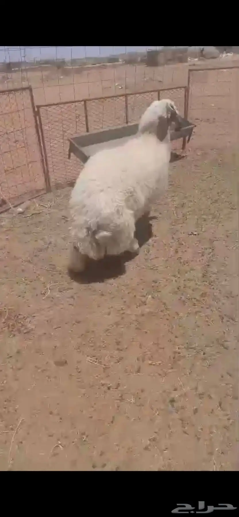للبيع خروف العمر 4اشهور طيب بالحيل 0