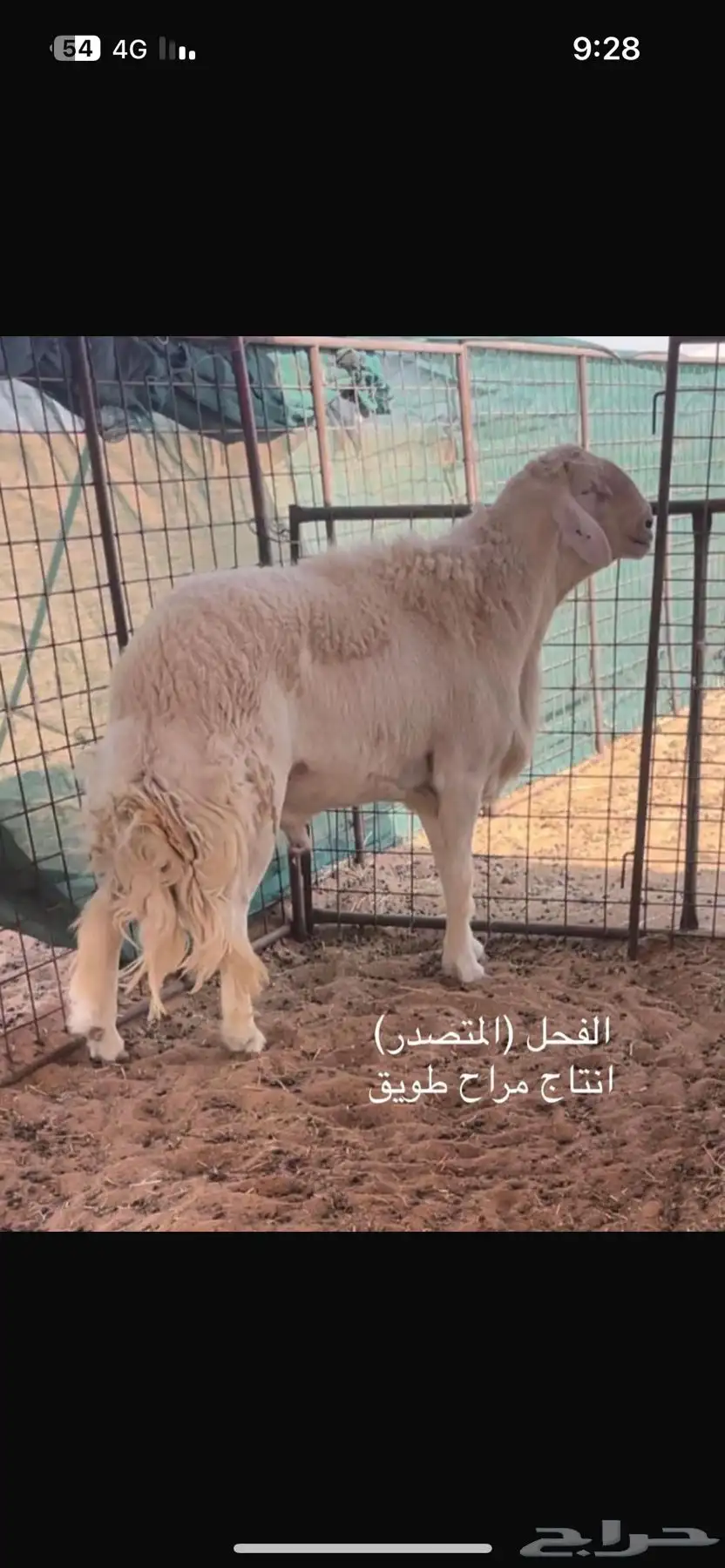فحل حري صنف من مراح طويق 3