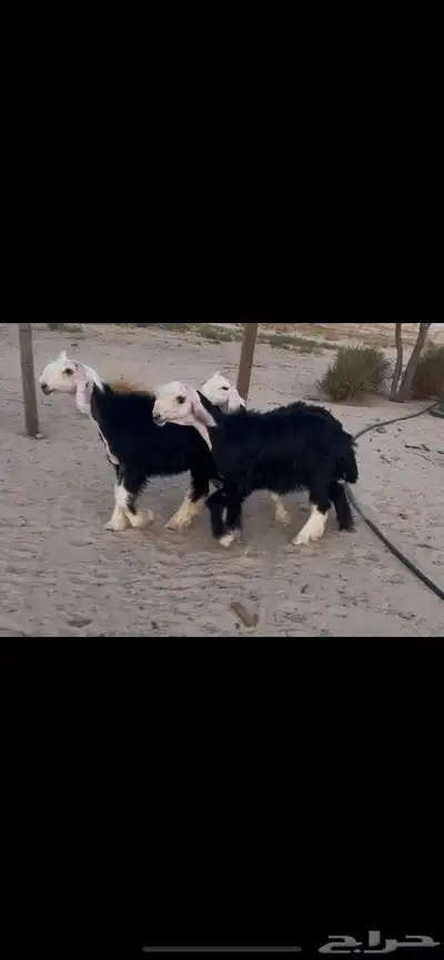 رخال نجد صنف 2