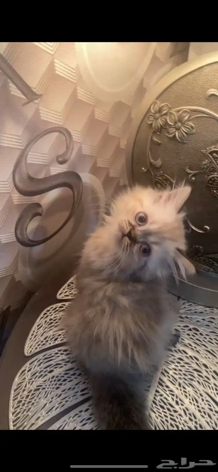قطط 1