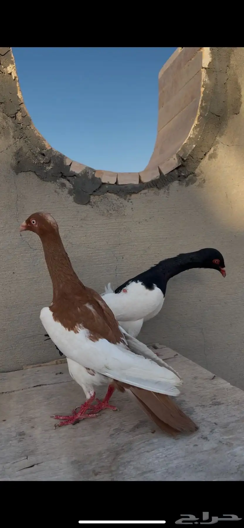 حمام يهودي مستوا وطيور مدلل 0