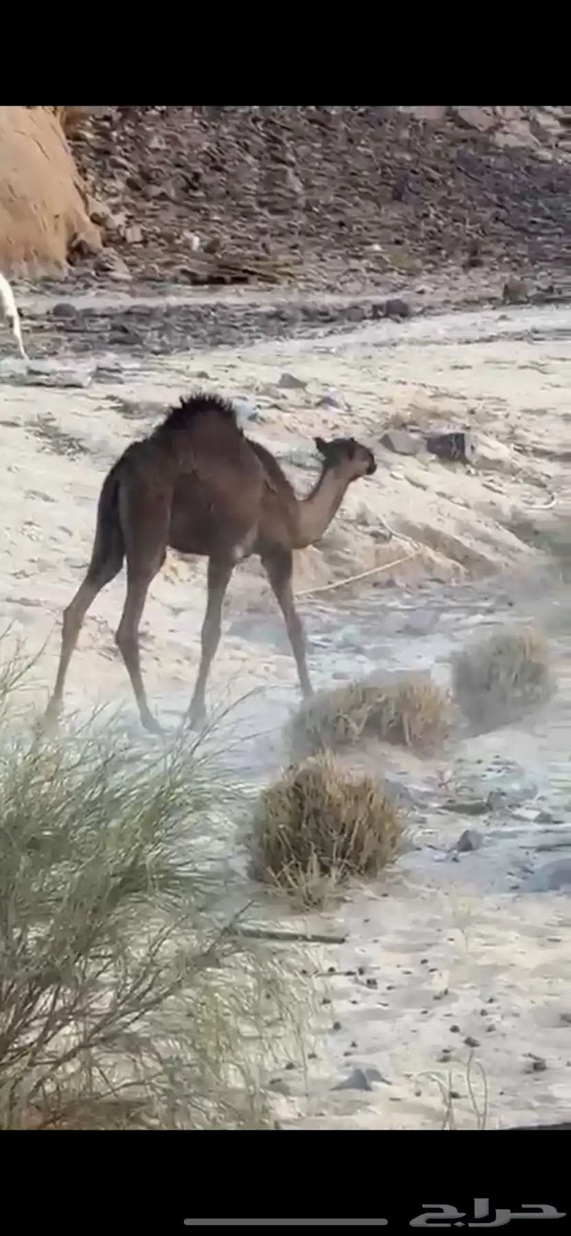 حشو للبيع 0