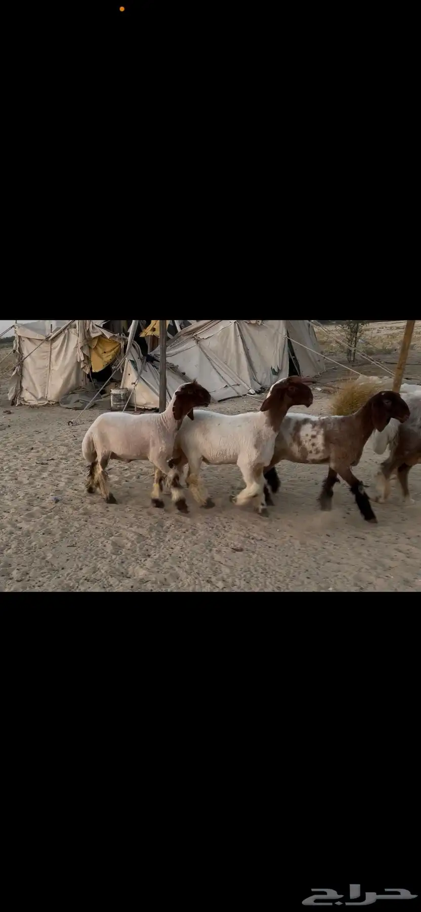 رخال نعيم صنف 1