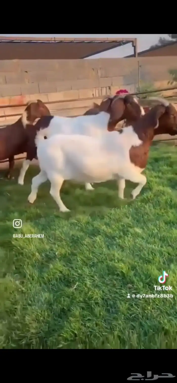 ماعزبورقت وهجين 3