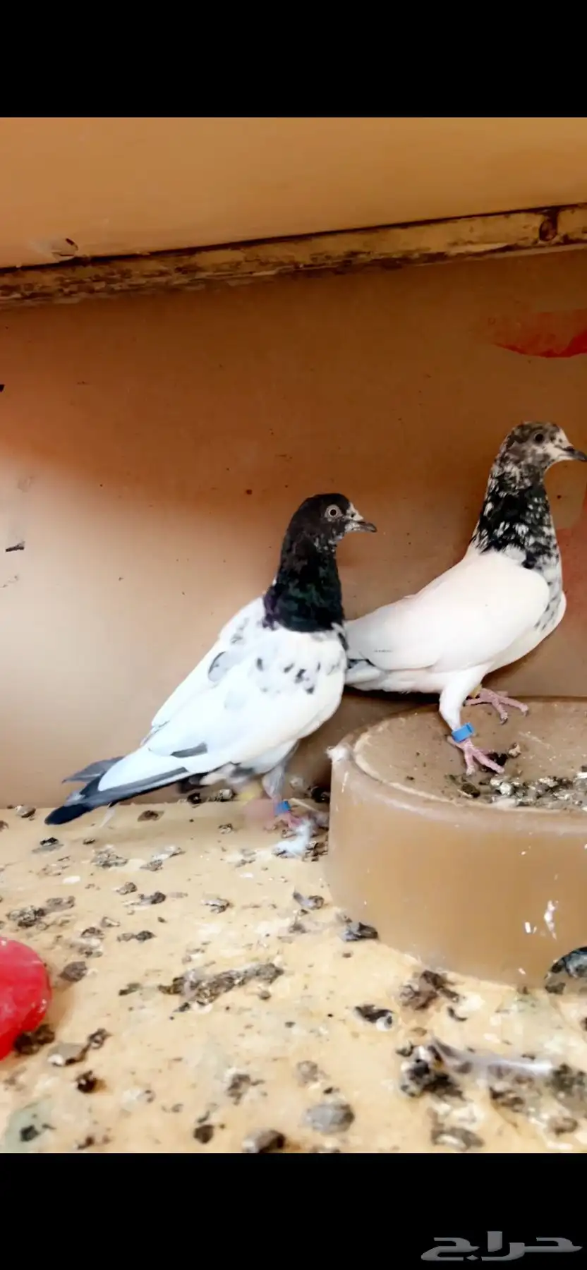 جوز تيدي بيور انثى جونسرا ذكر كلسرا 3