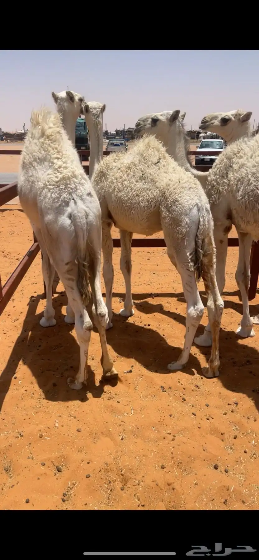 قعدان 2