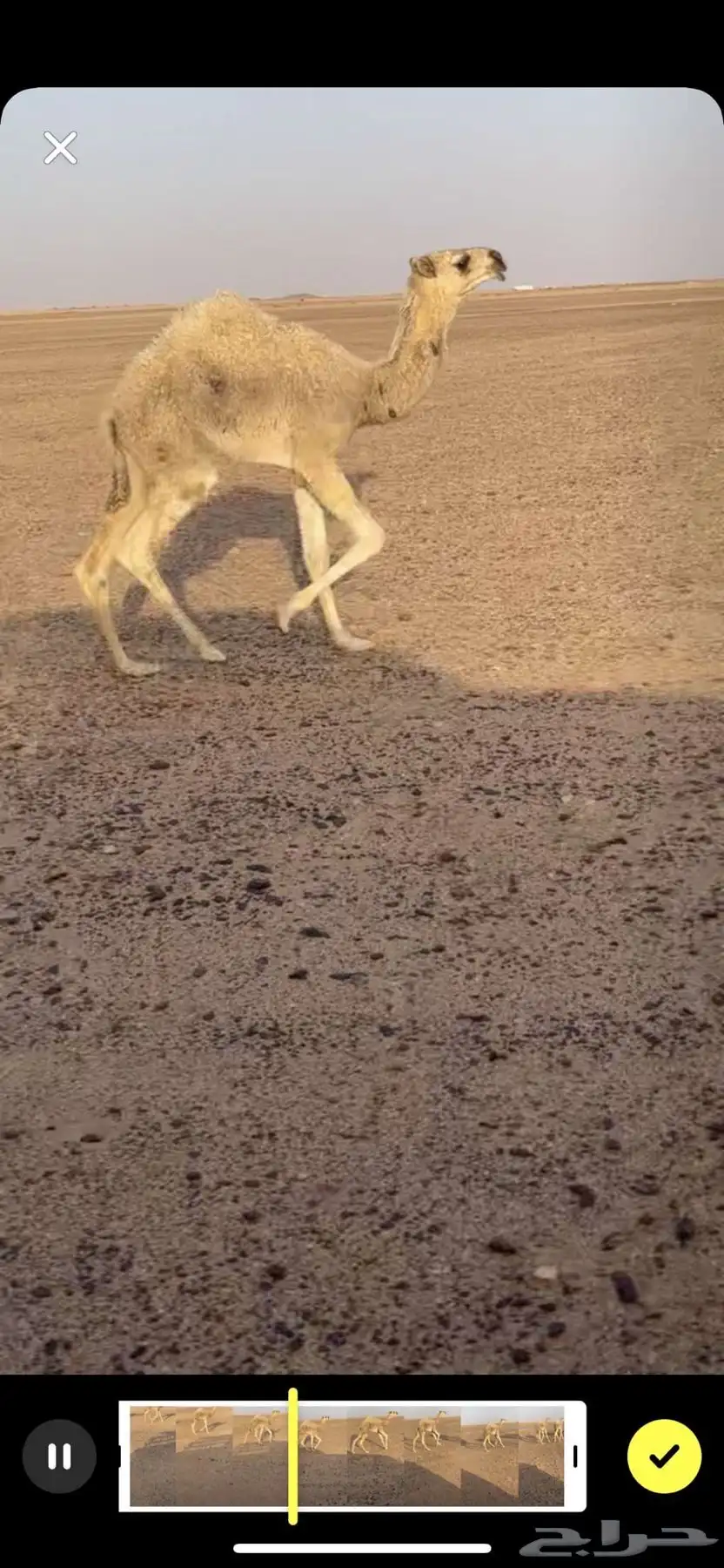 بكره وضحى كفو كفو. 2