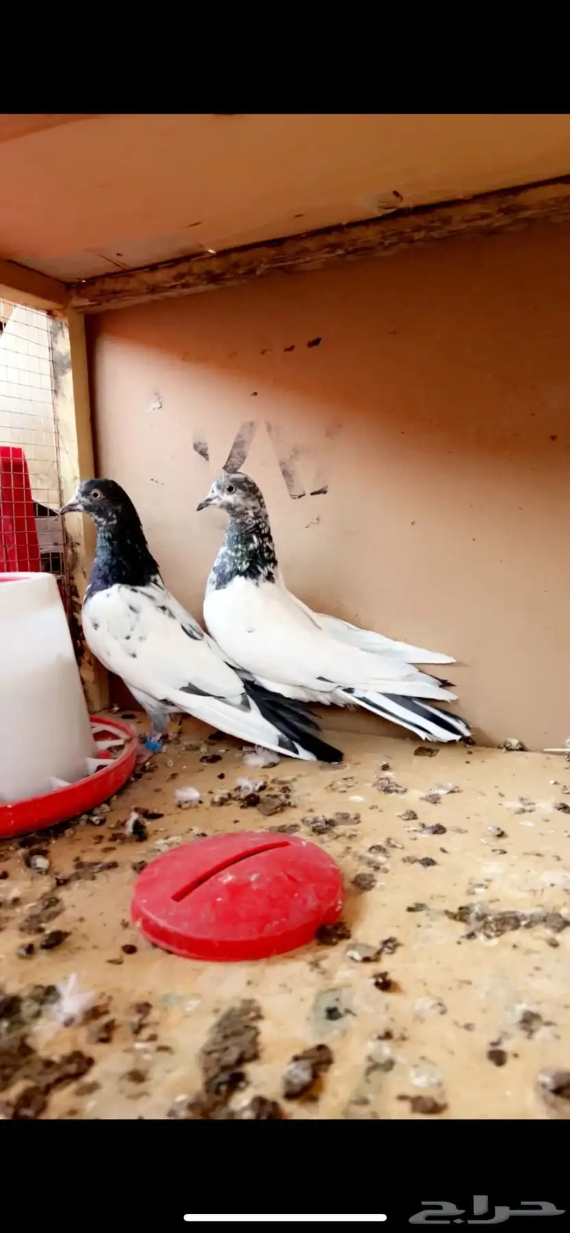 جوز تيدي بيور انثى جونسرا ذكر كلسرا 4
