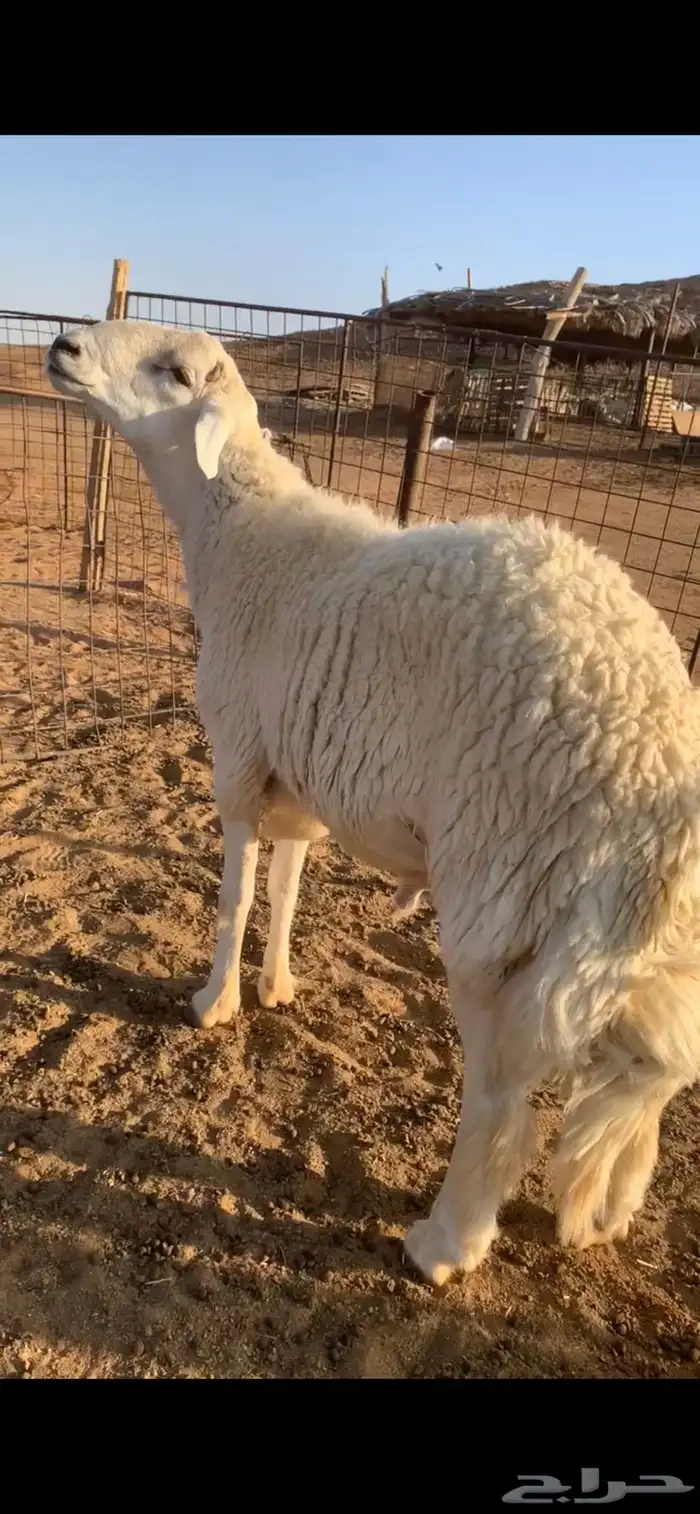 فحل حري جرم ورفع طيب وبره طيب 1