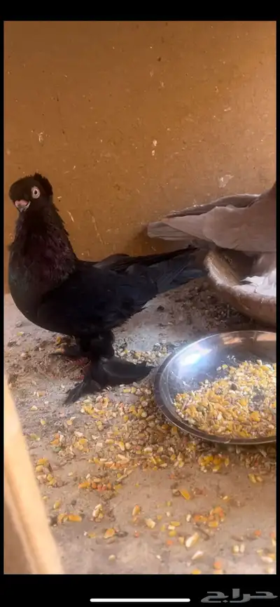 حمام 1