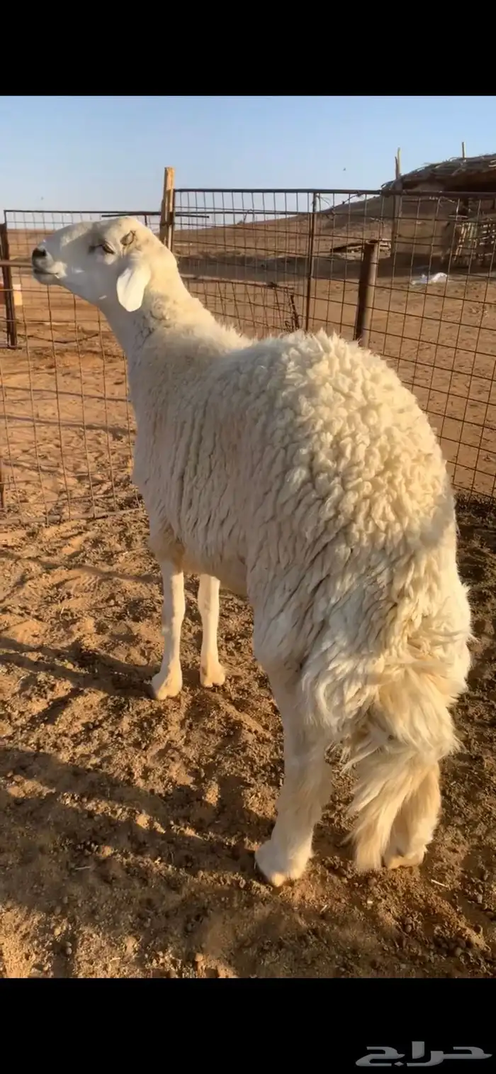 فحل حري جرم ورفع طيب وبره طيب 0