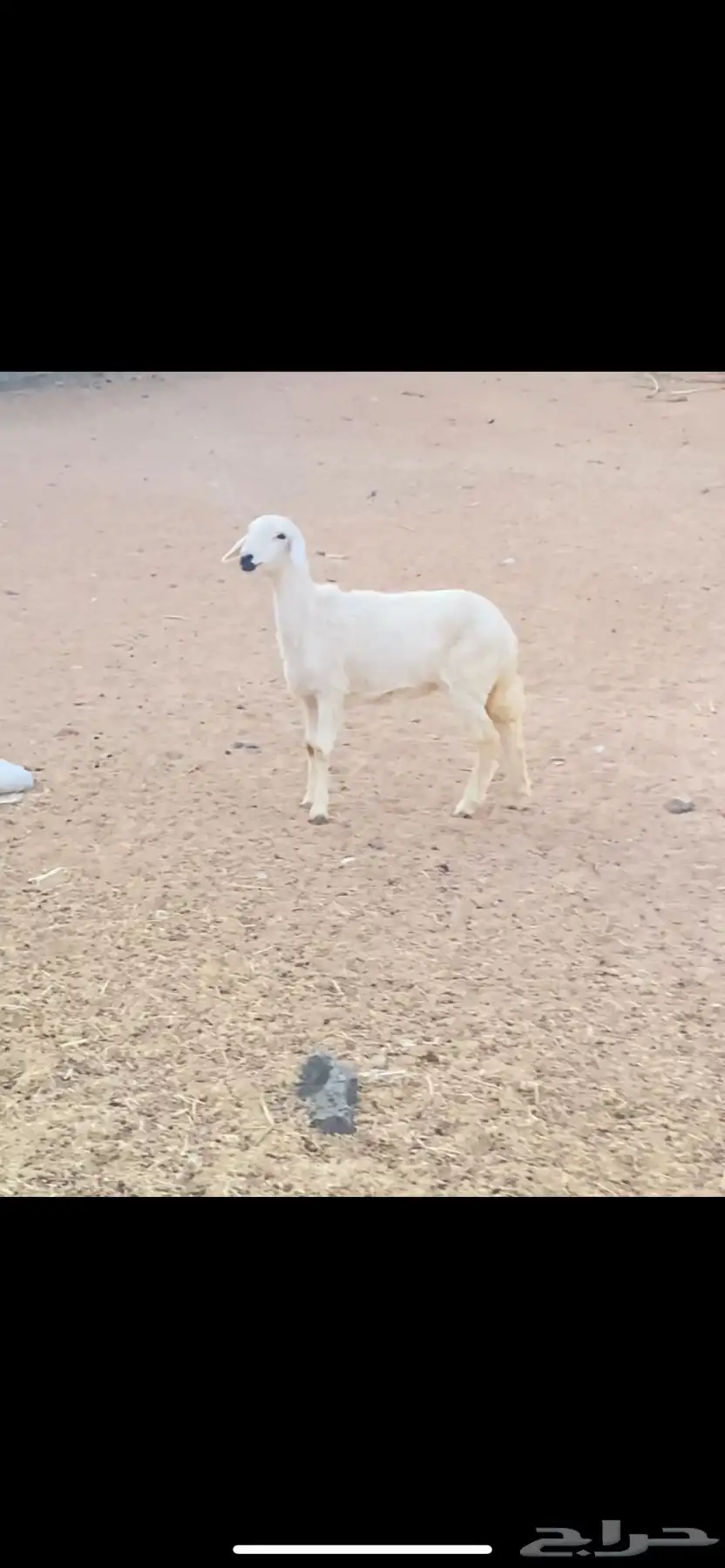 رخل بلديه سمينه كفو عمرها 4 شهور 0