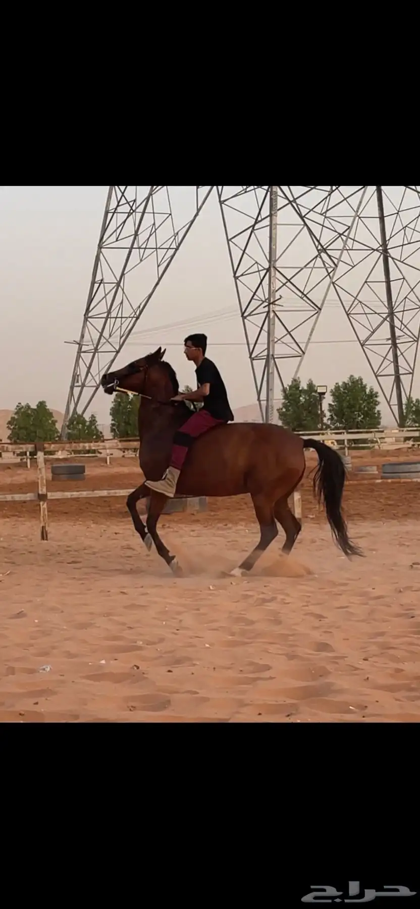 فرس شعبيه 4