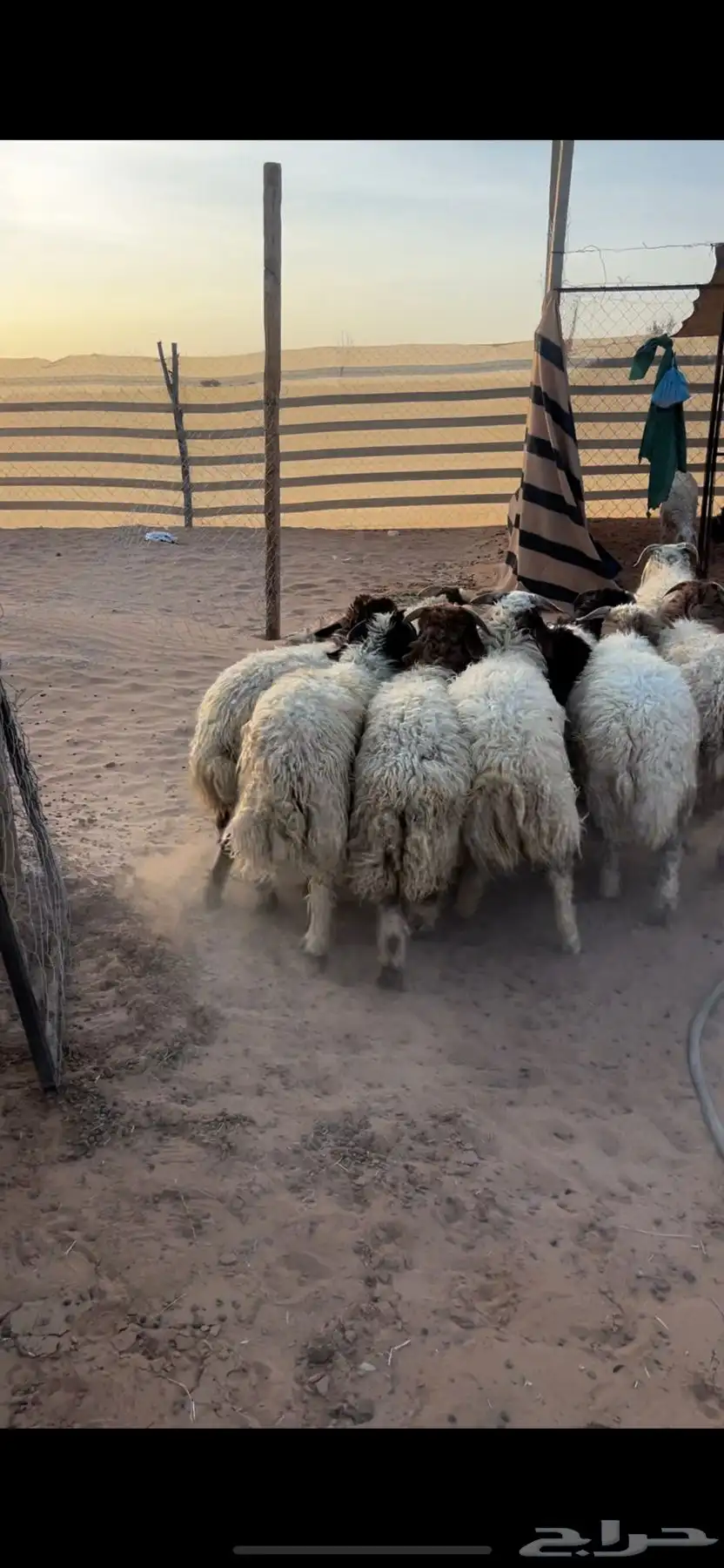 جذعان البيع تفريد او جمله 3