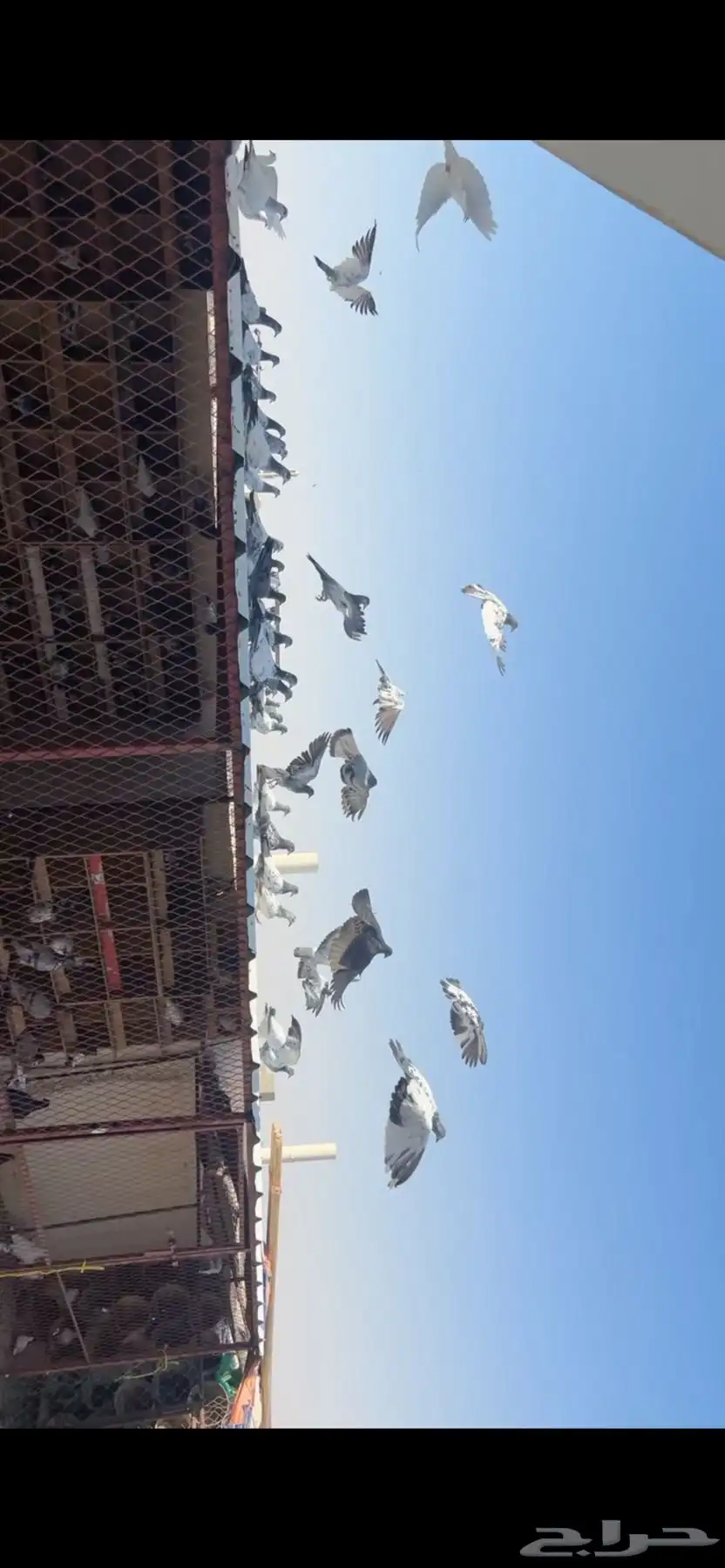 طبات بكستاني 3