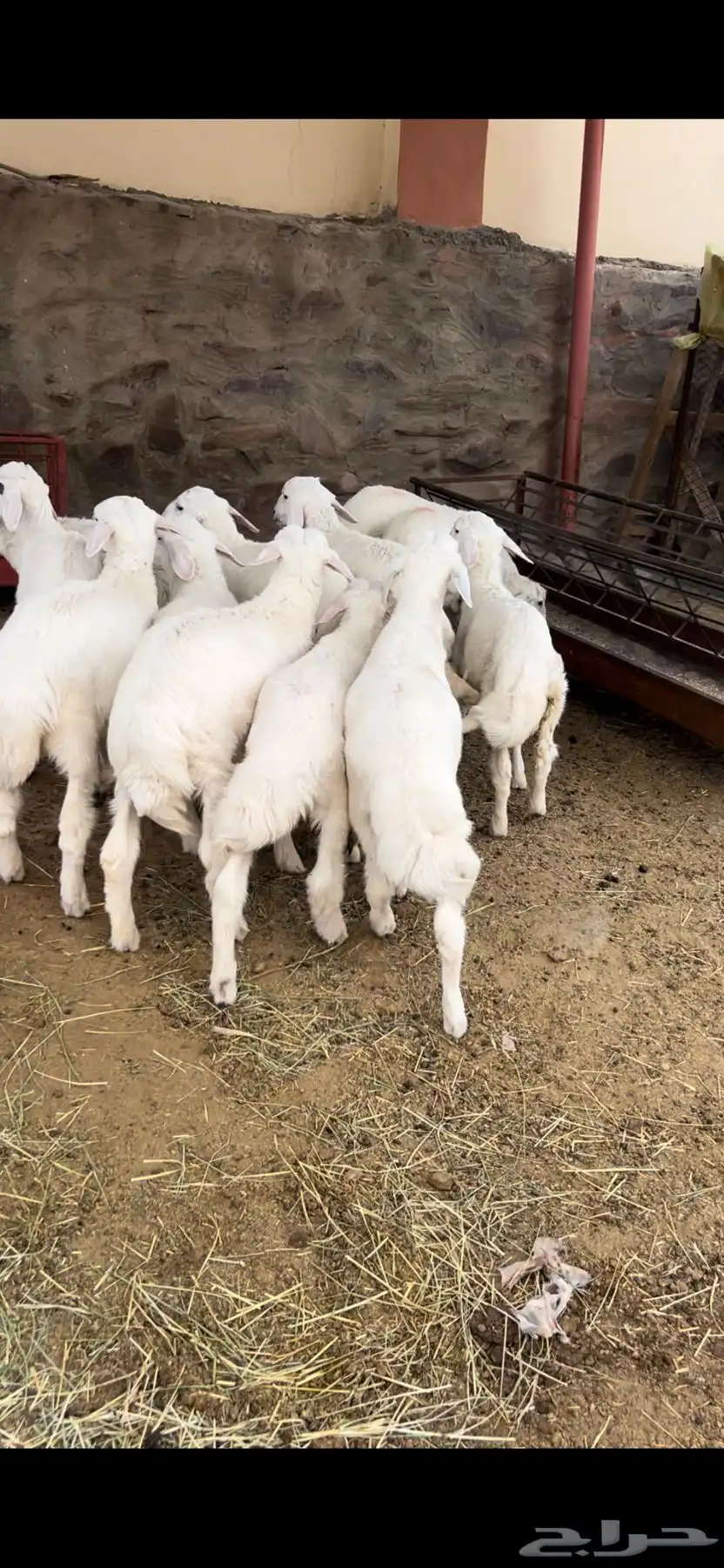 طليان 4