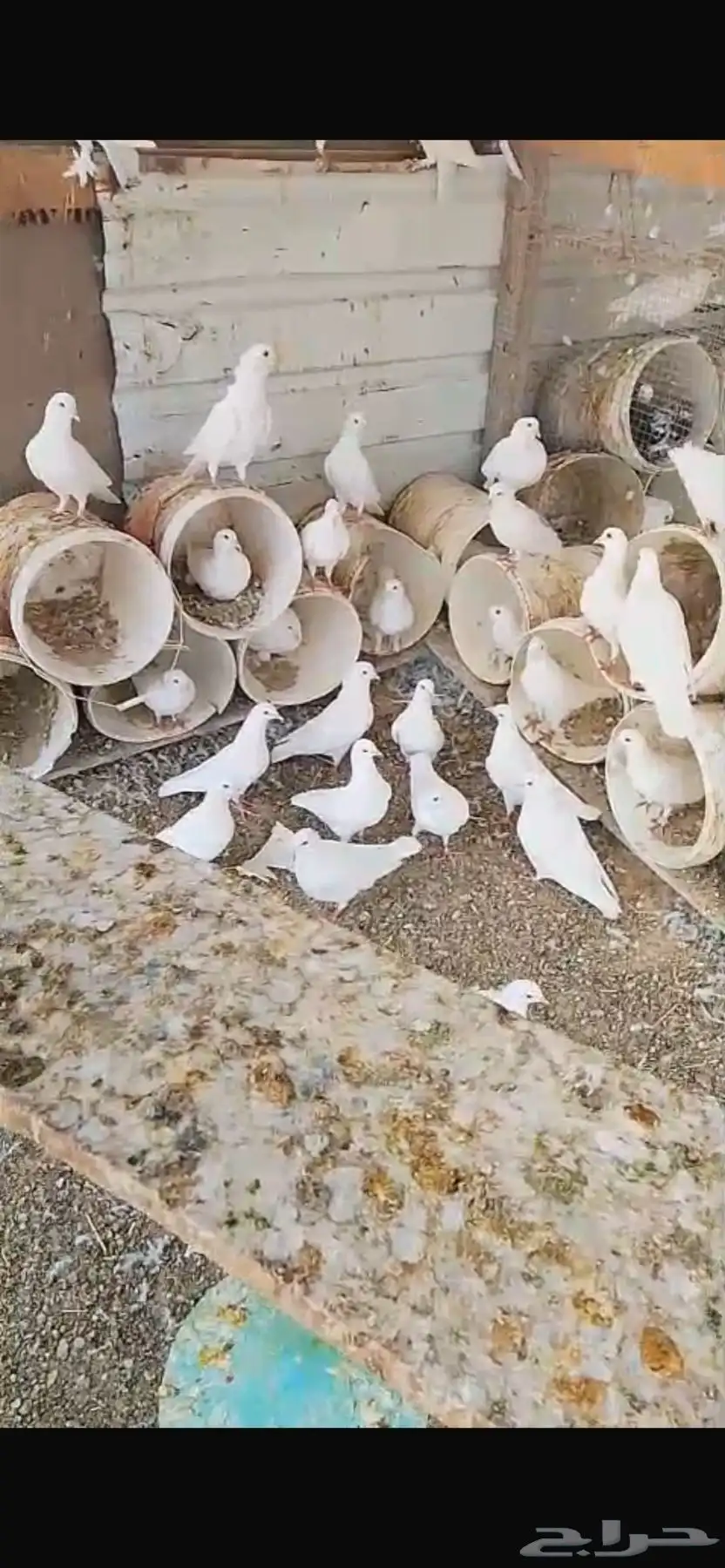 حمام فرنسي 2