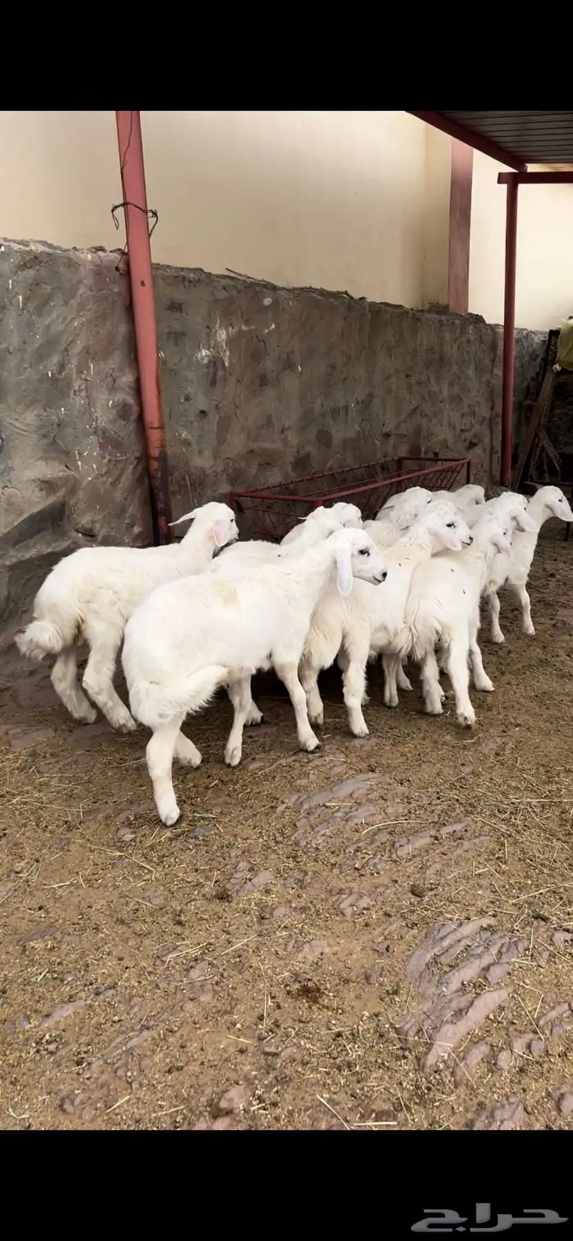 طليان 1