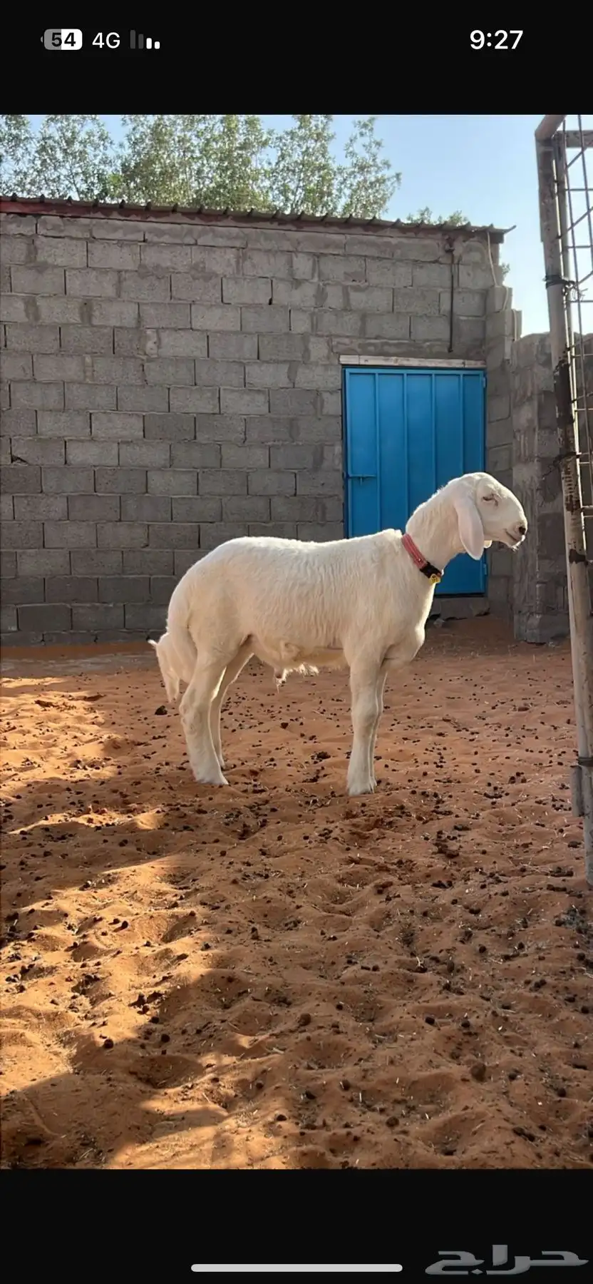 فحل حري صنف من مراح طويق 6