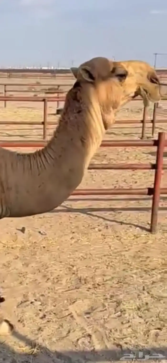 بعير عقابي على النادر. الجليدي 2