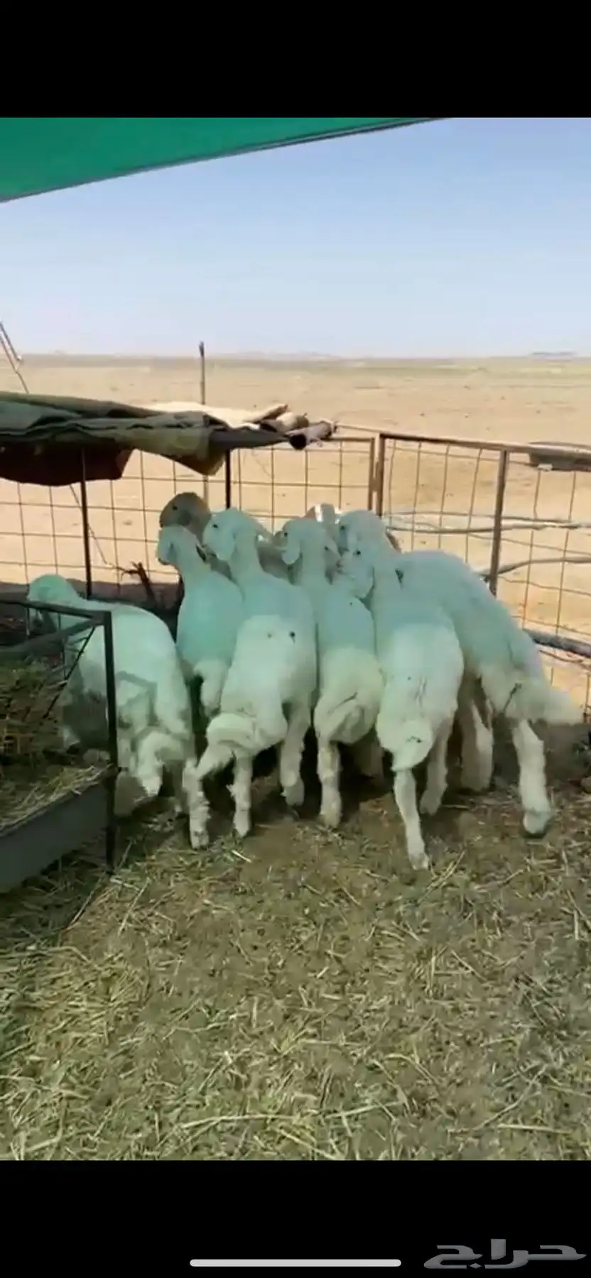 البيع بهم 2