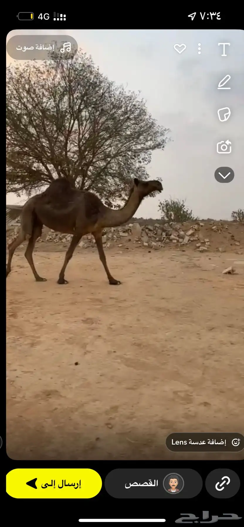 للبيع لقحه مجهم طيبه سليمه شرط 1