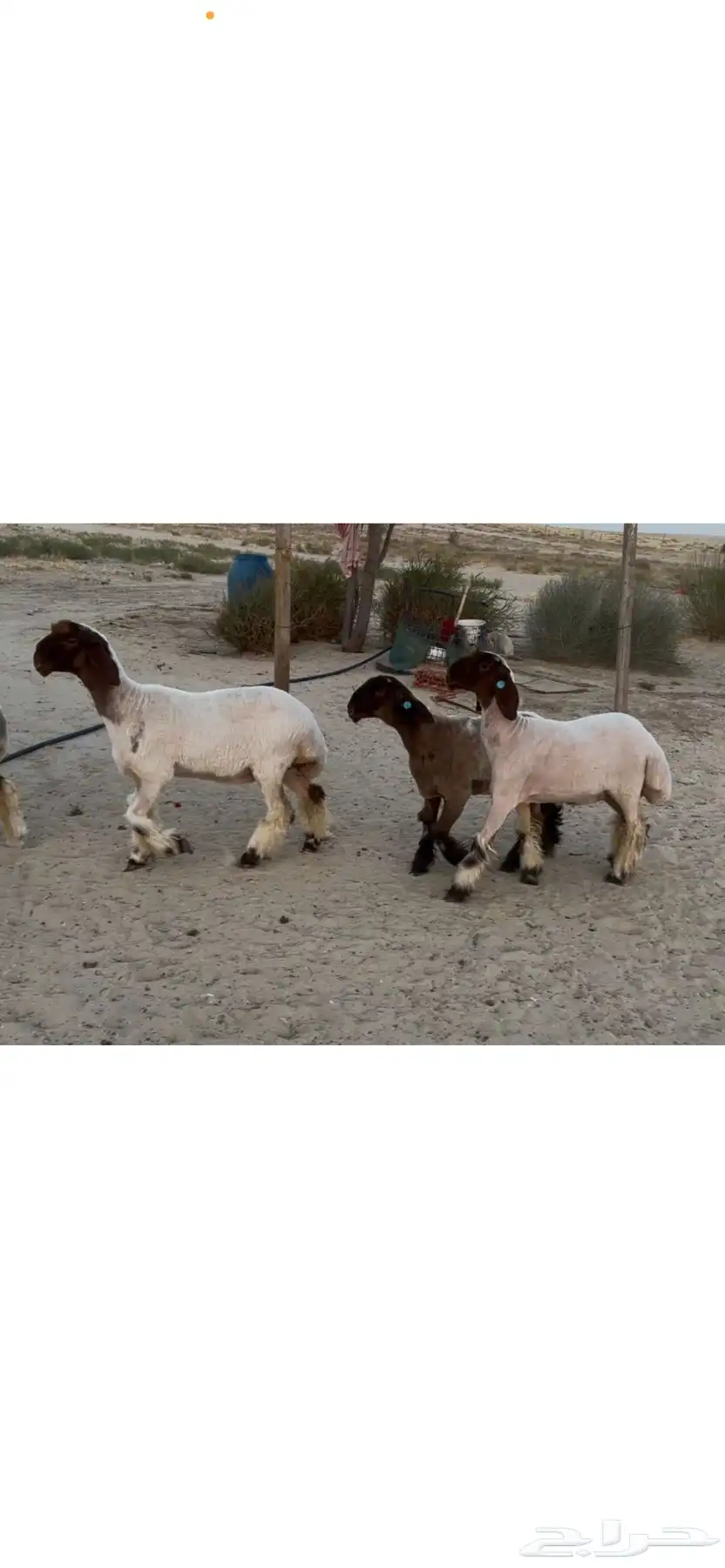 رخال نعيم صنف 2