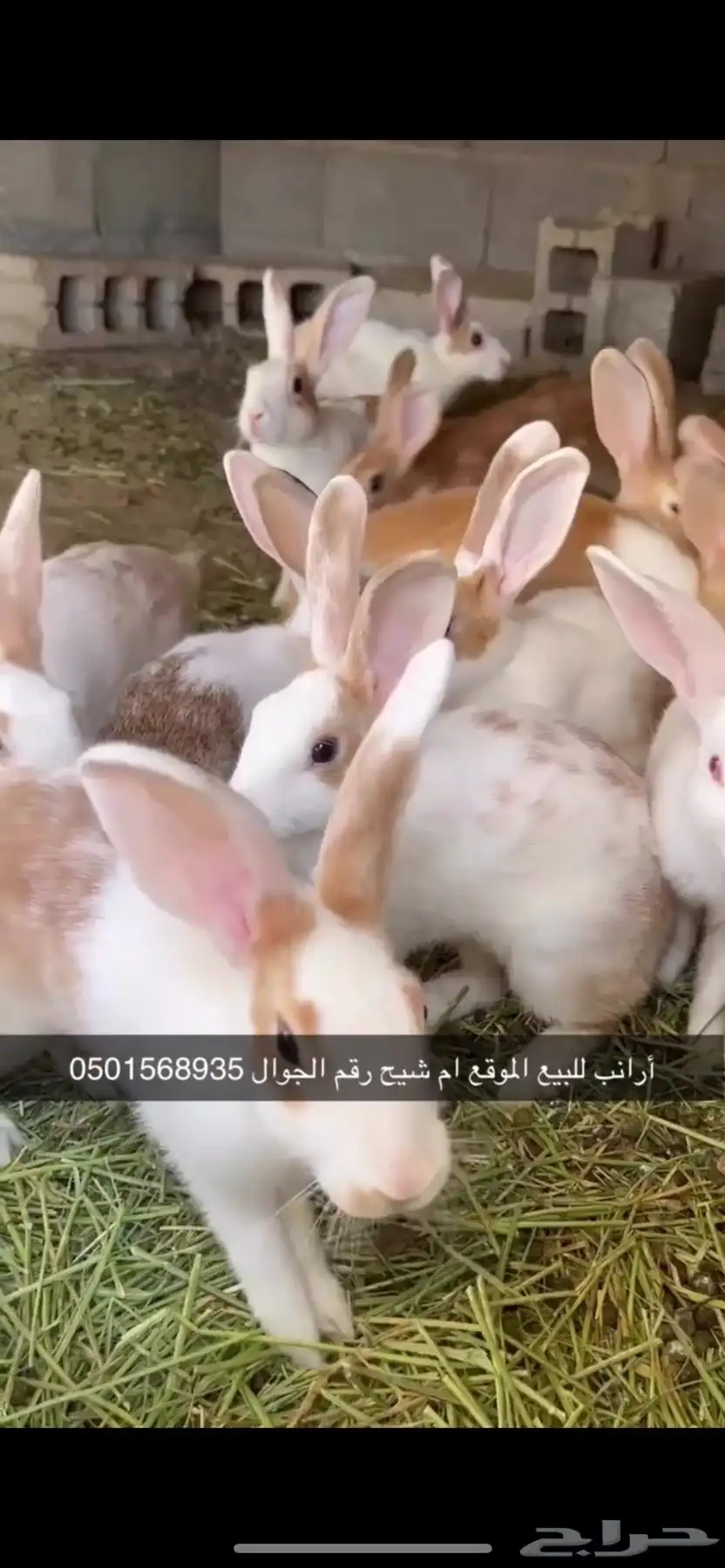 أرانب للبيع 0