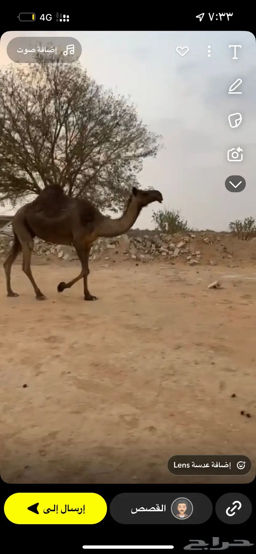 للبيع لقحه مجهم طيبه سليمه شرط 2