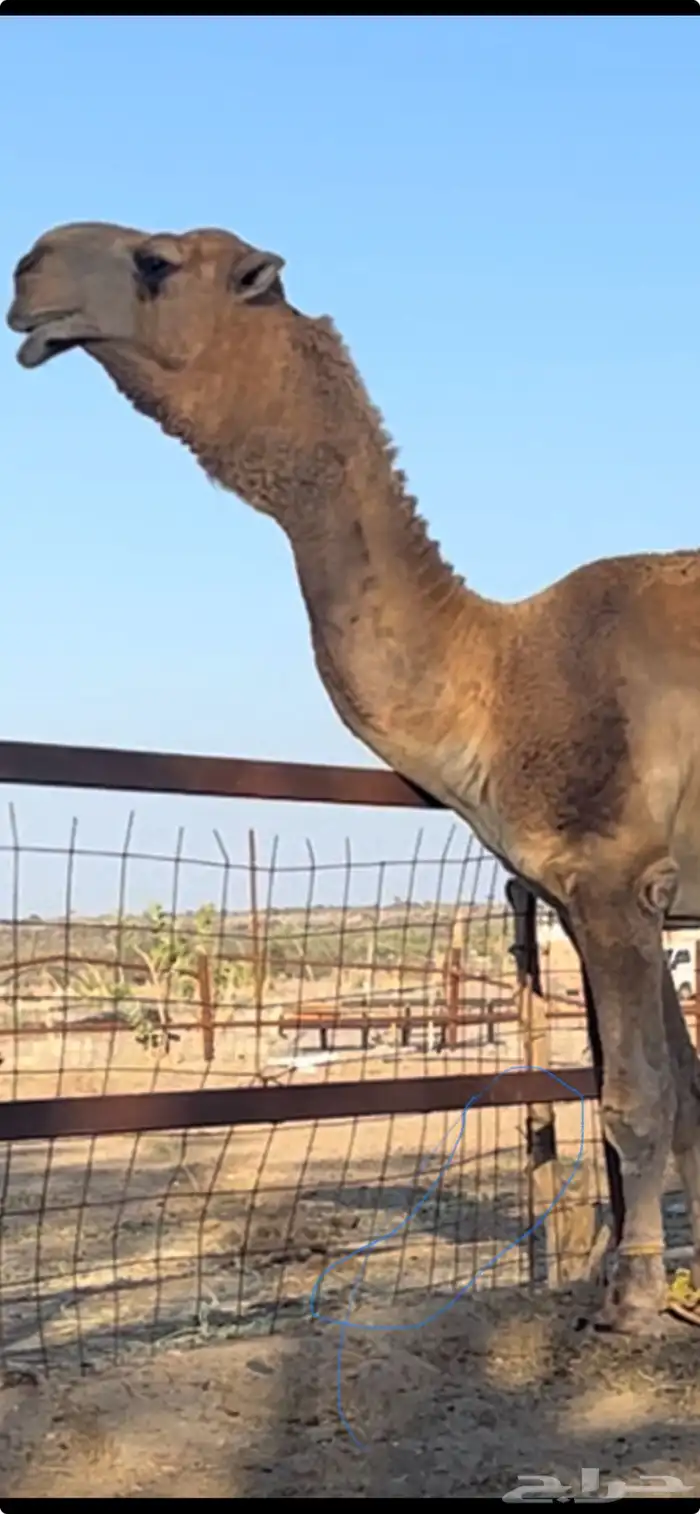 بعير عقابي على النادر. الجليدي 0