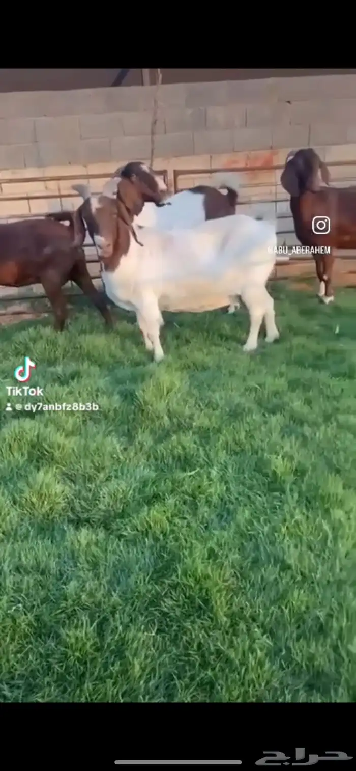 ماعزبورقت وهجين 2