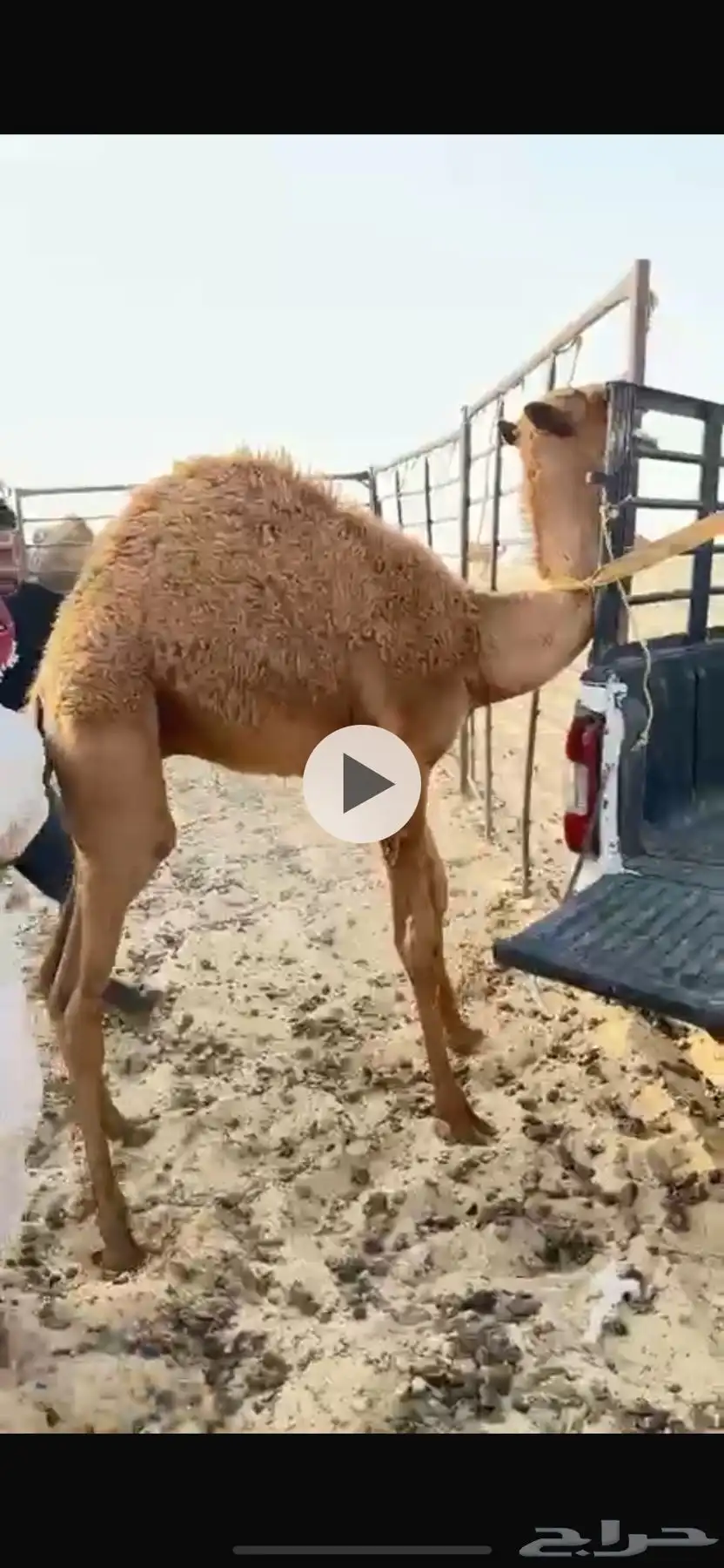 للبيع قعدان فل شحم طايشه في رماح 0