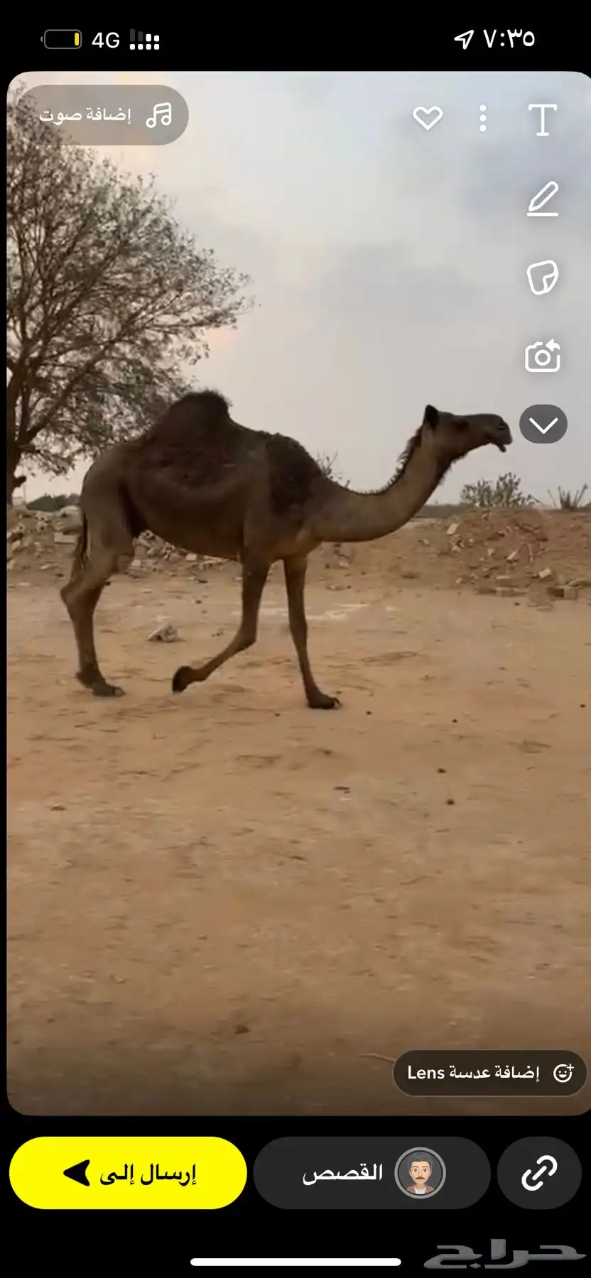 للبيع لقحه مجهم طيبه سليمه شرط 0
