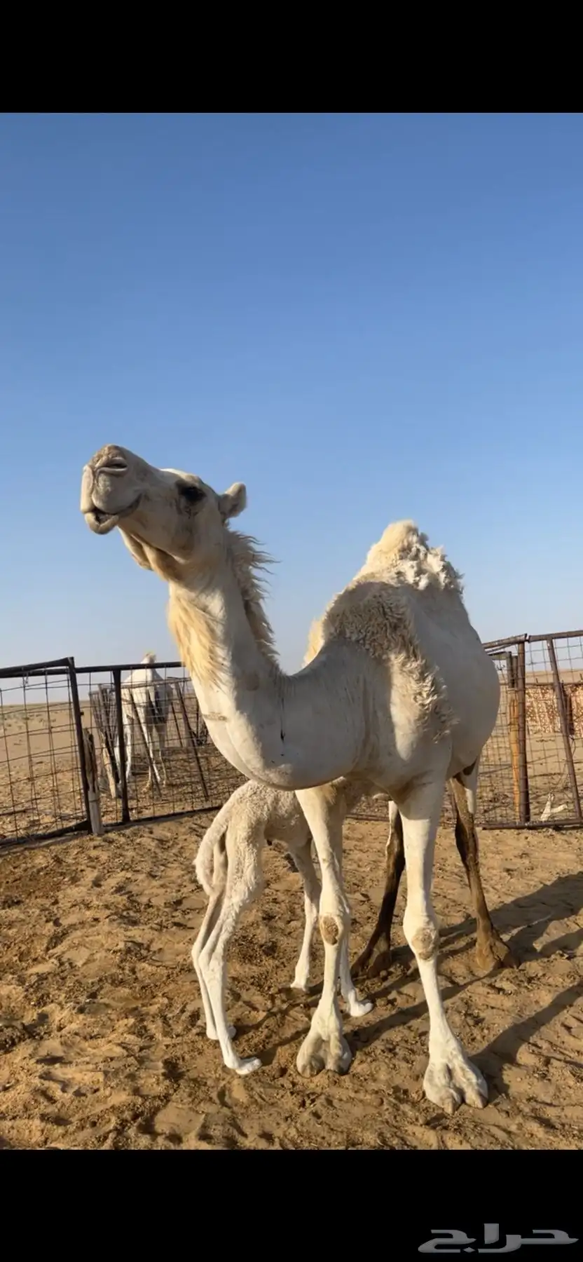 ناقه خلفه على جميع الشروط 0