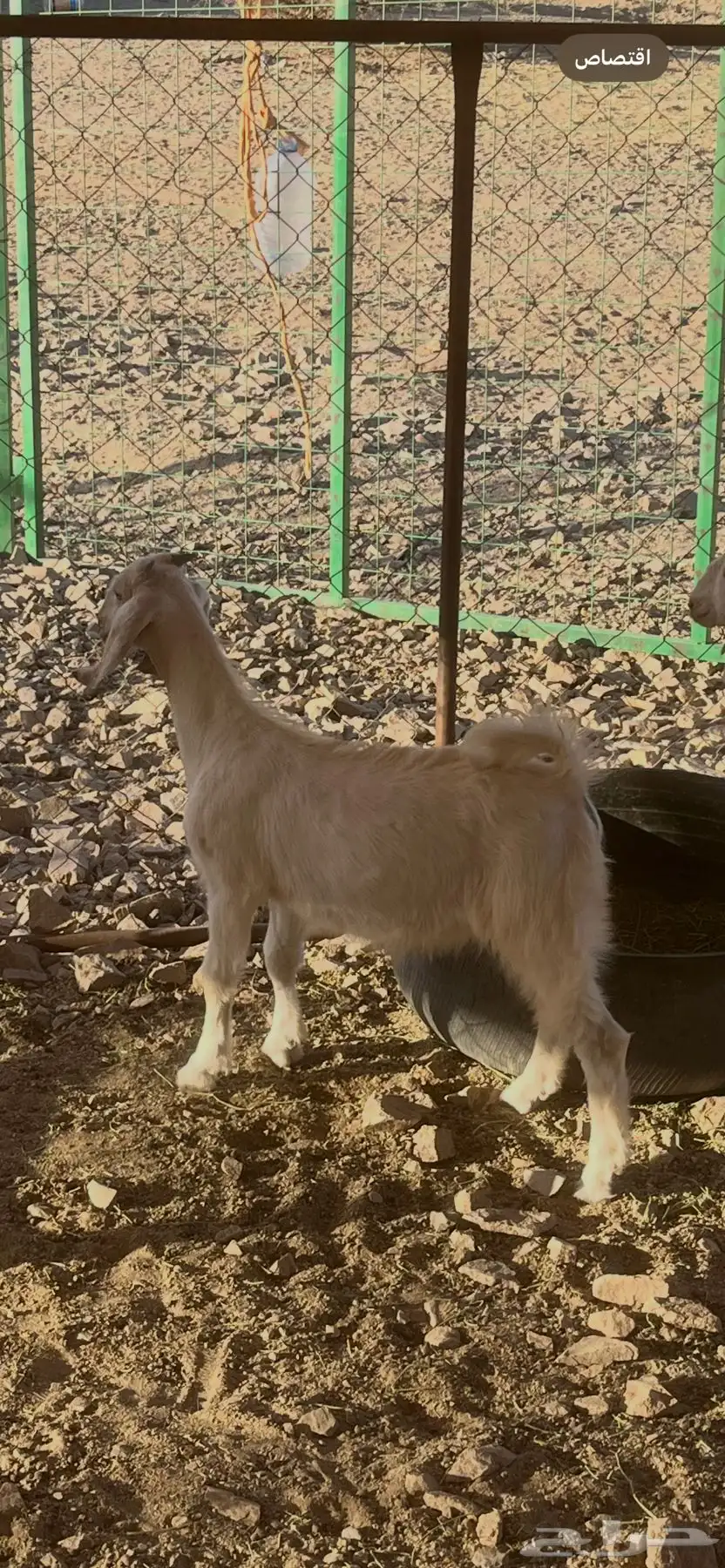 تيس 2