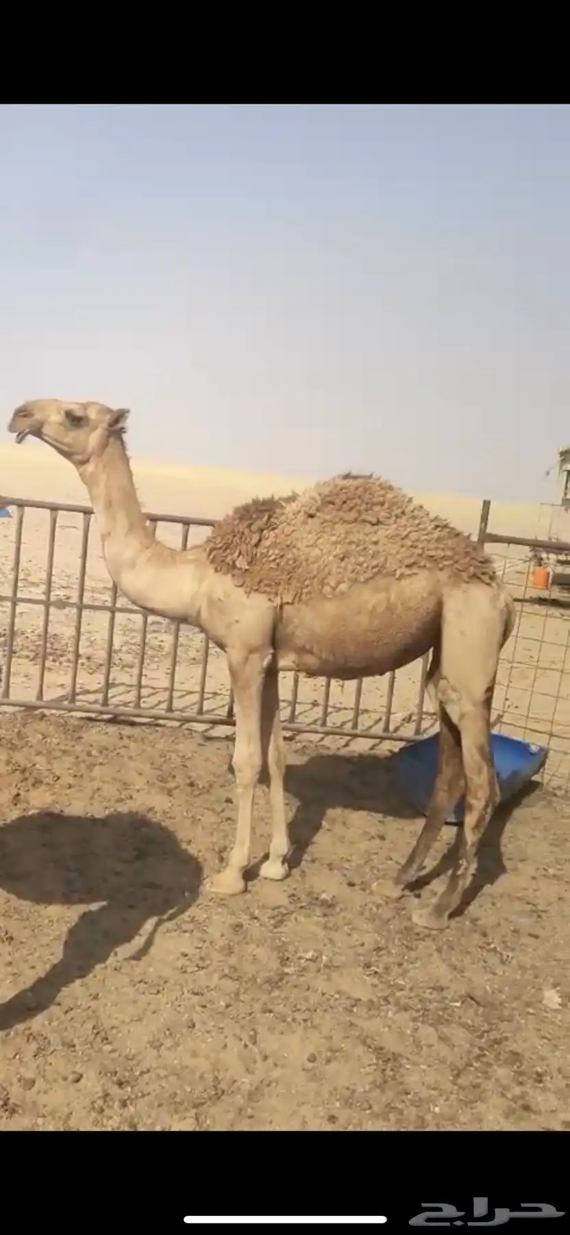 بكره مفروده قصب 2