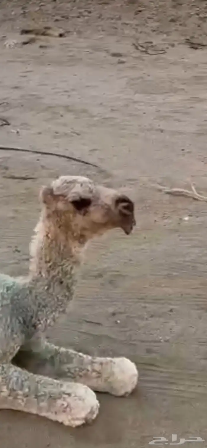 بعير عقابي على النادر. الجليدي 7