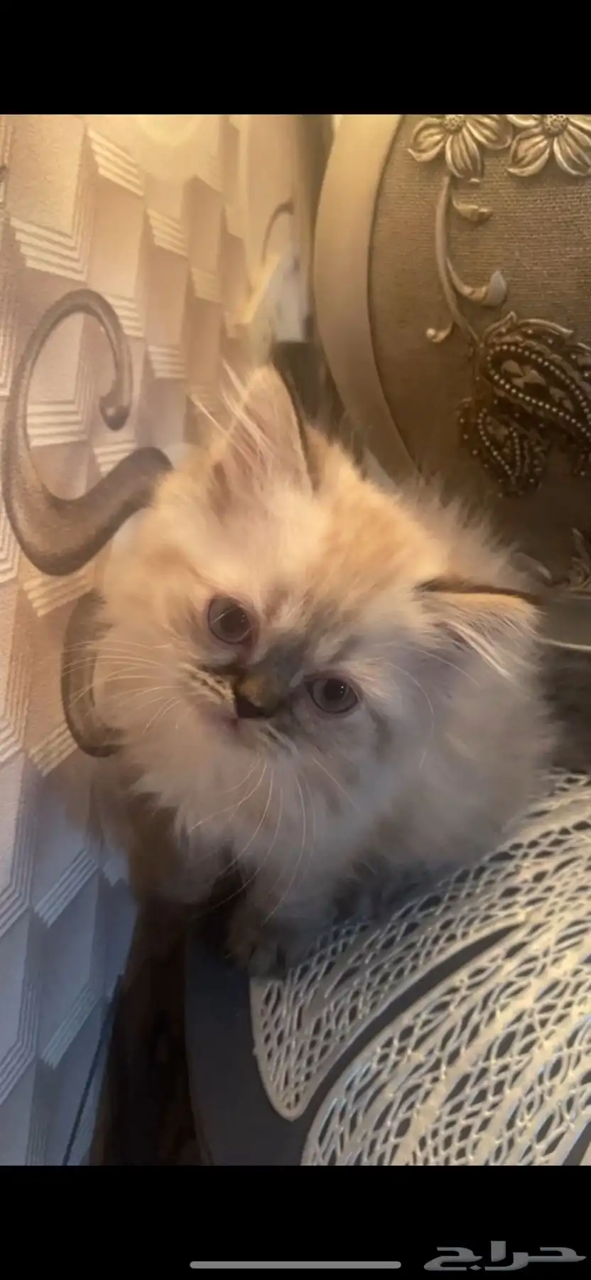 قطط 2