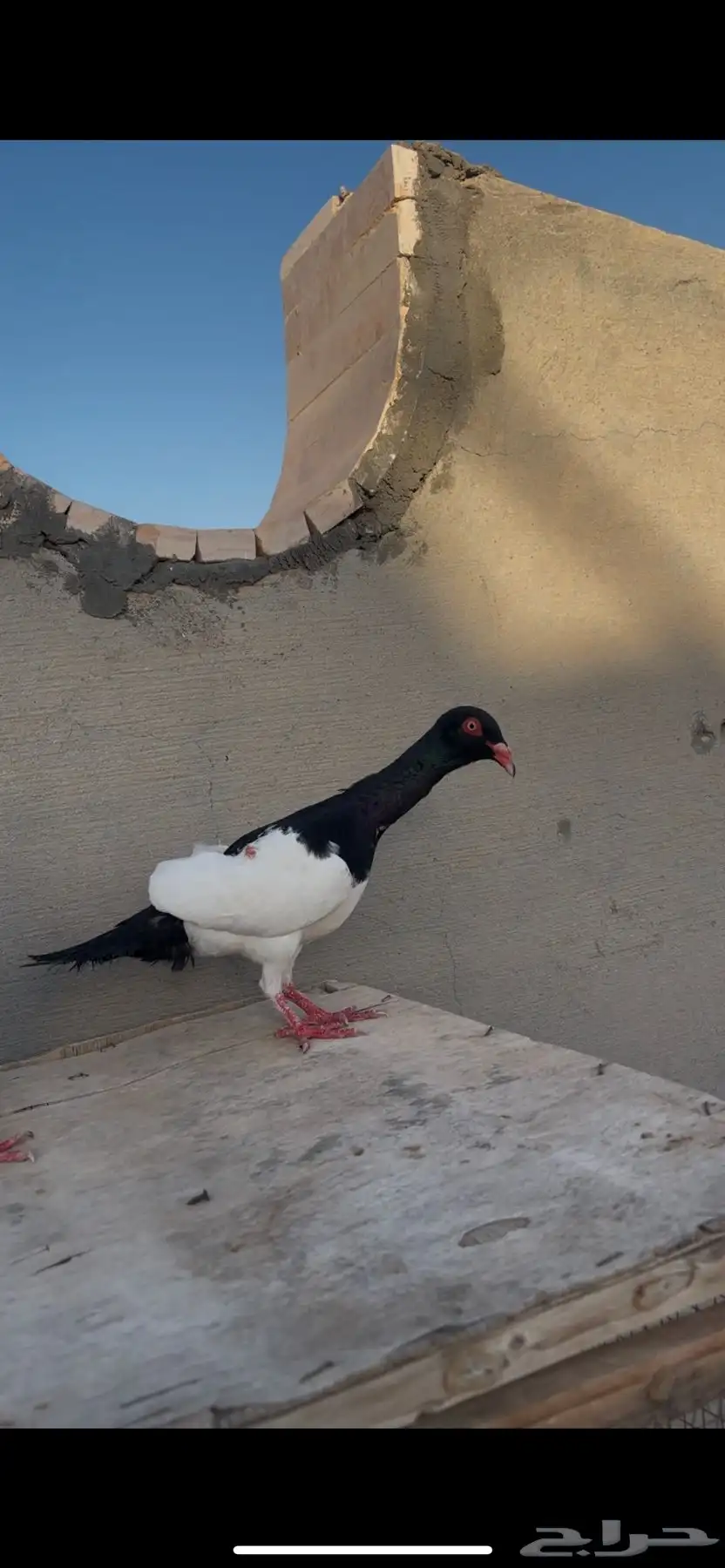 حمام يهودي مستوا وطيور مدلل 2