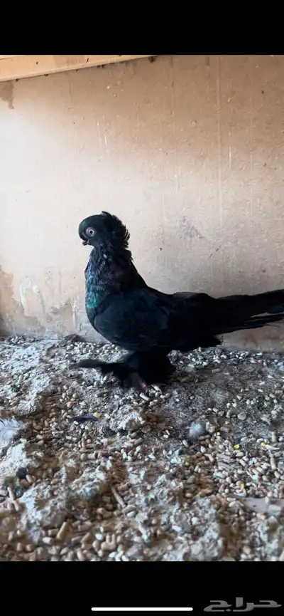 حمام 2