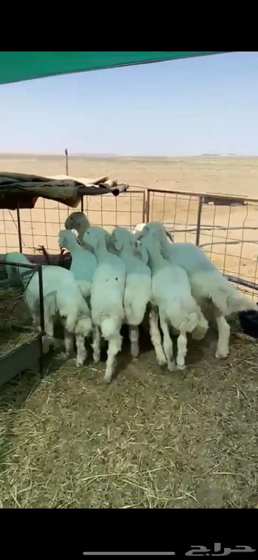 البيع بهم 0