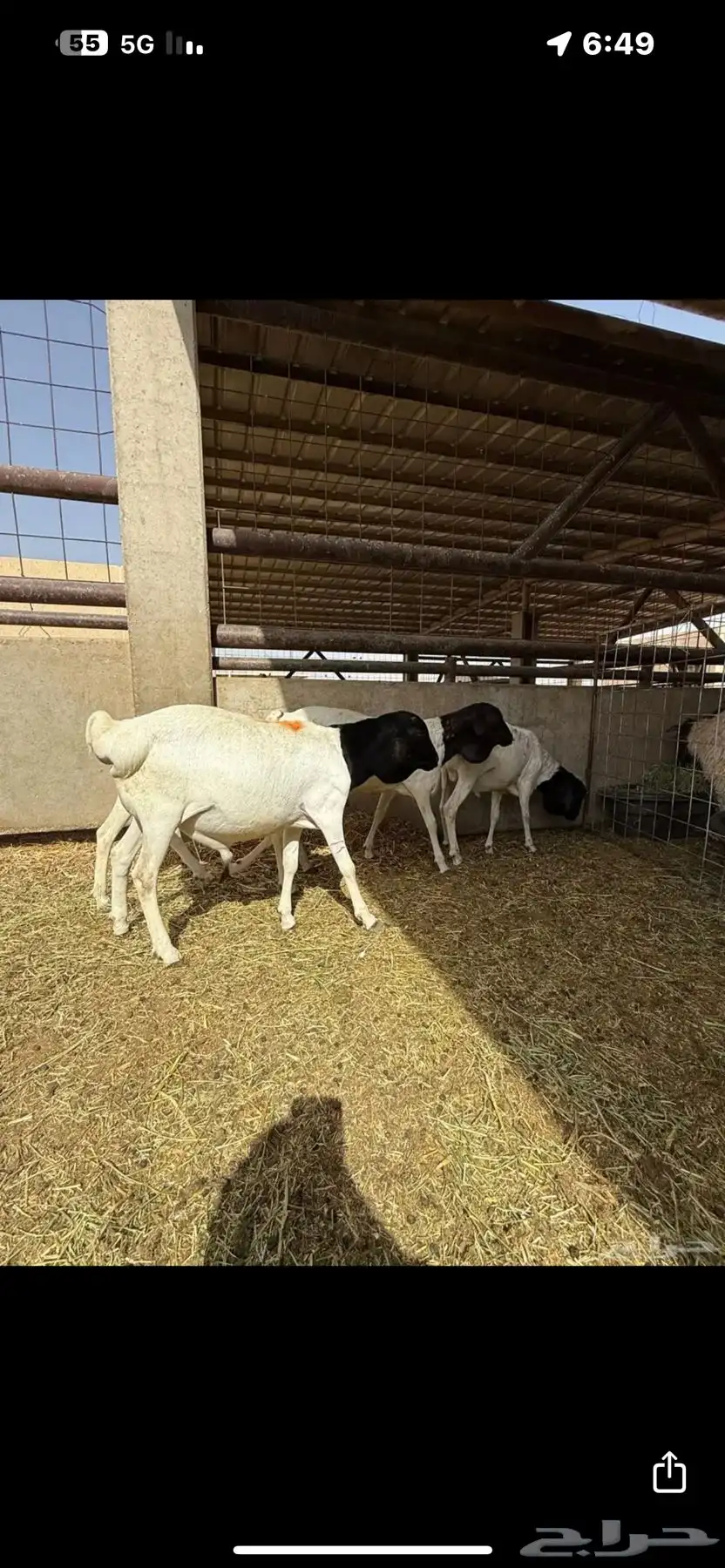 ذبايح للبيع 1