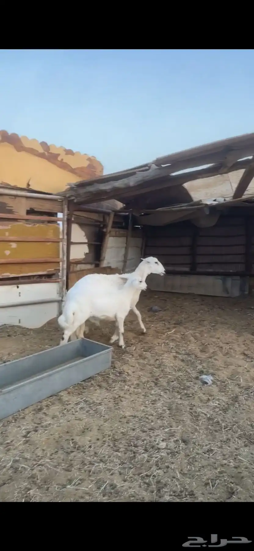جذعات متابيع عيالها ذبايح 2