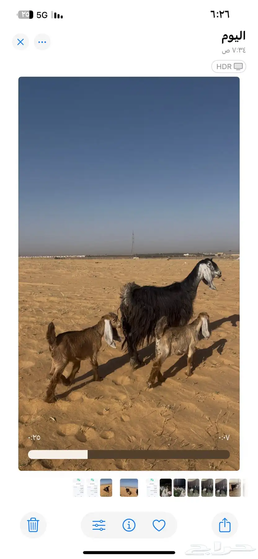 عنز معها ثنين 1