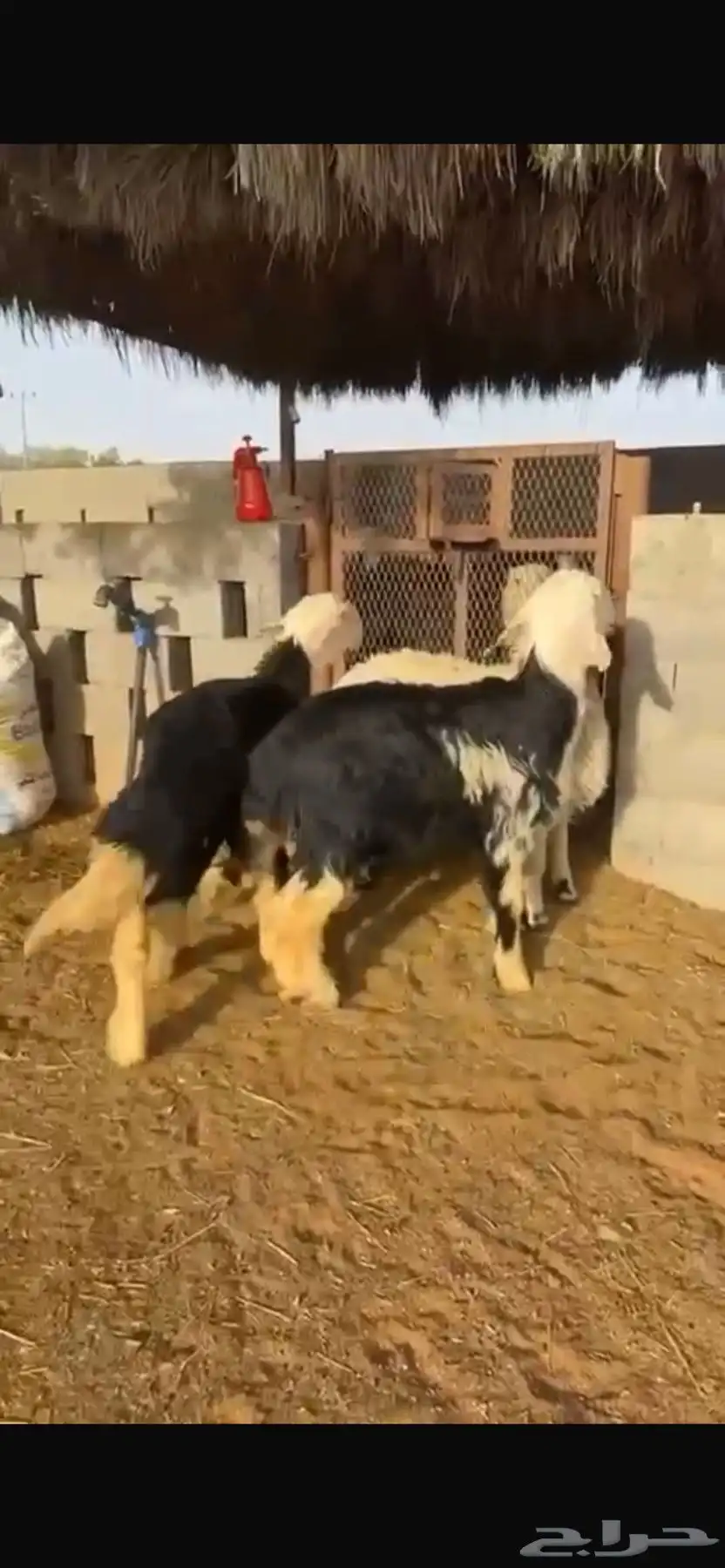 نعيم 9
